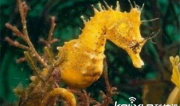 人与动物做爱视频,禁忌之恋的真相